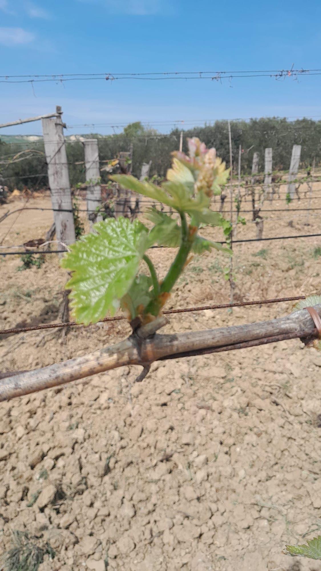 Germogliamento: i primi grappoli di uva bianca si formano compatti sotto le foglie larghe.