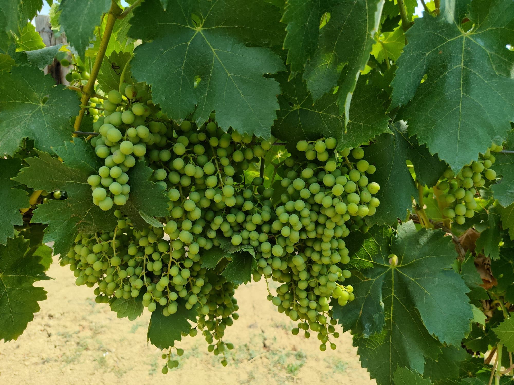 Grappolo di uva bianca ancora verde, in fase di crescita.