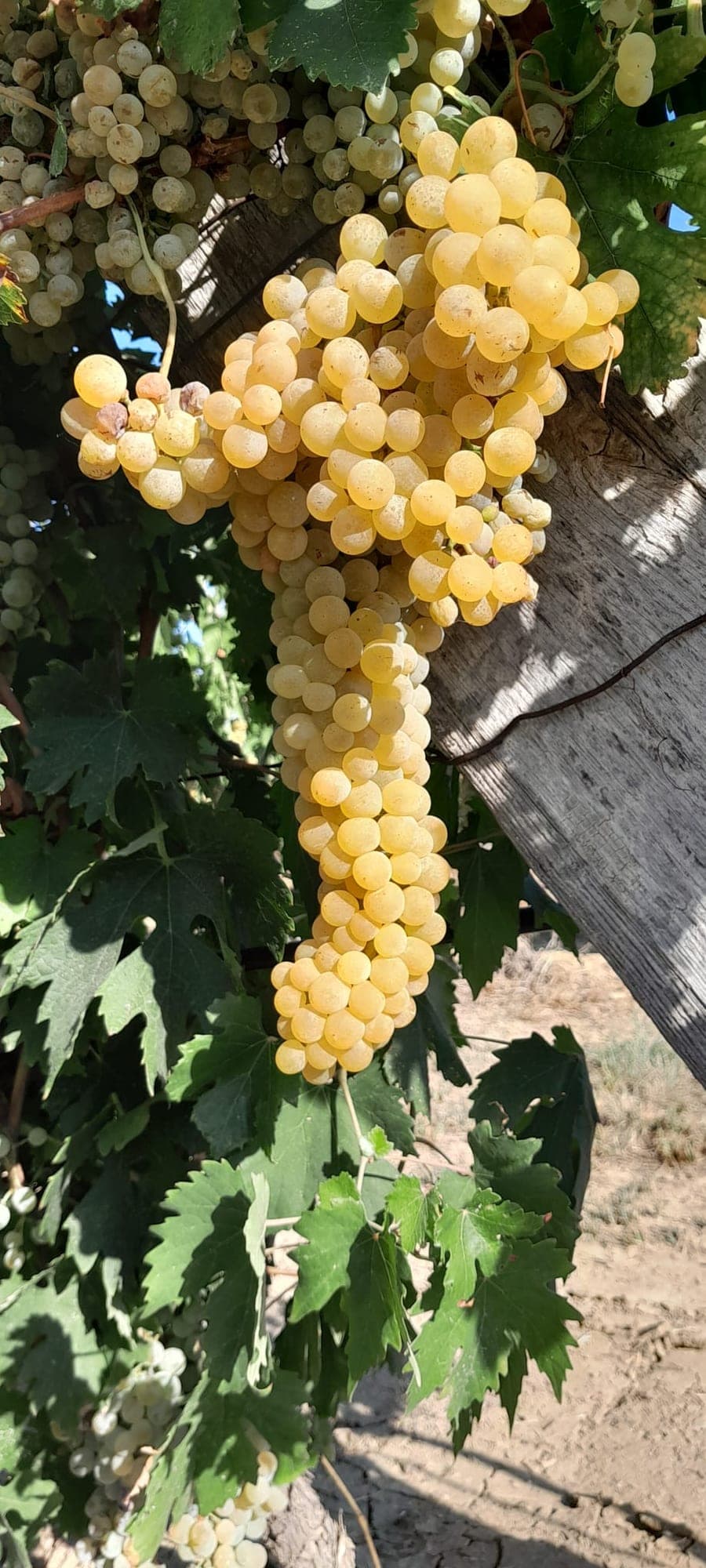 Acini di uva bianca dorati sotto il sole di fine estate.