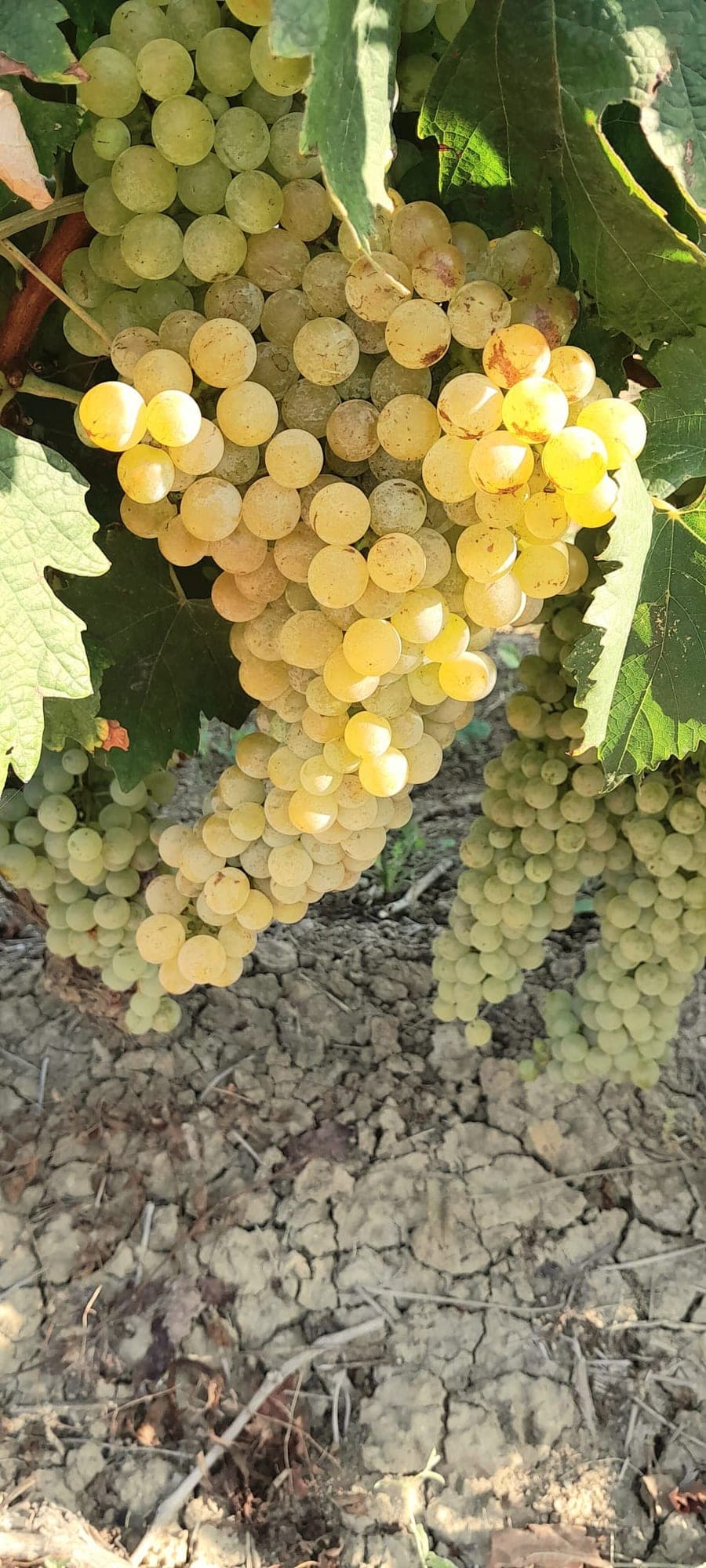 Grappolo dorato di uva bianca in piena maturazione sulla vite.