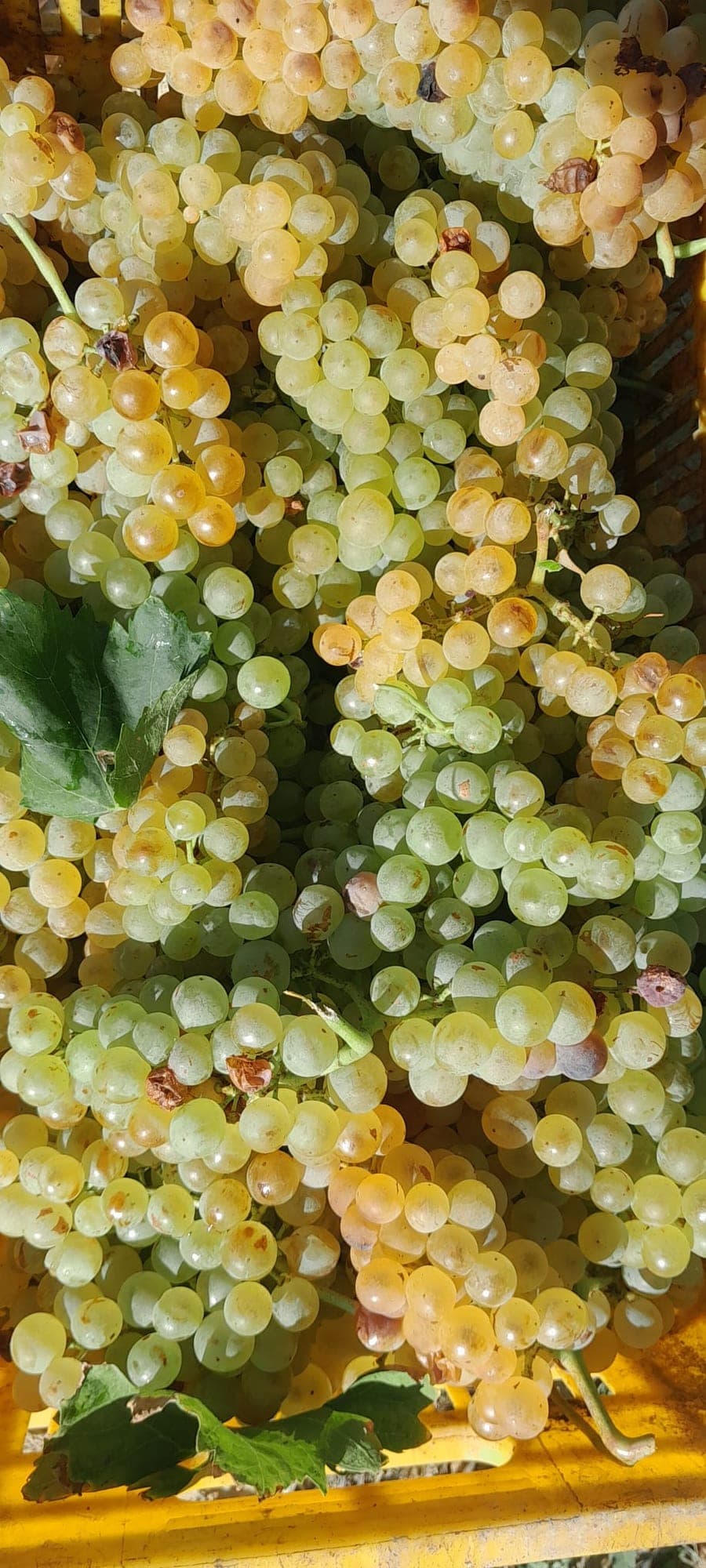 Cassetta di uva bianca appena raccolta durante la vendemmia.