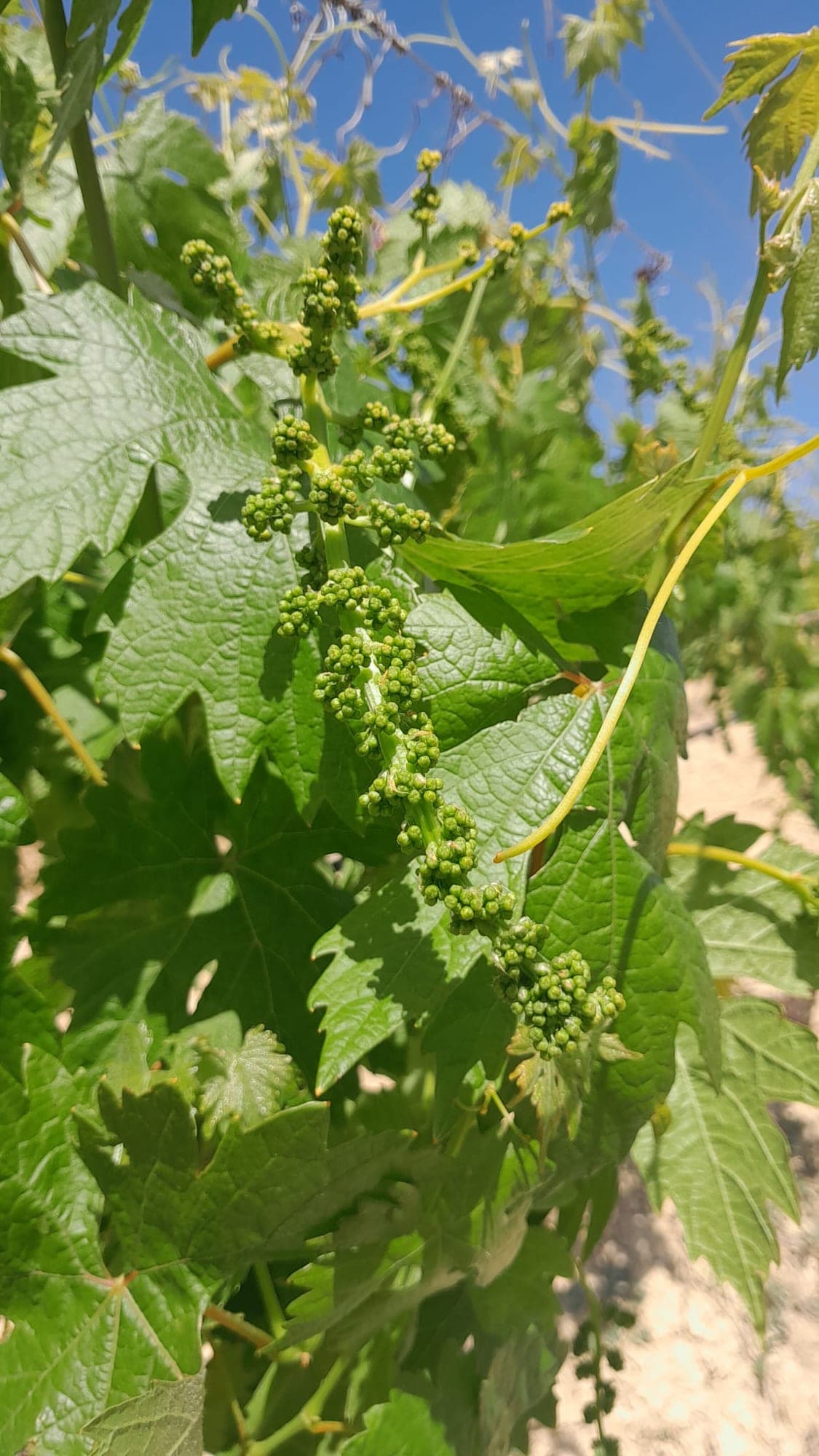 Giovane grappolo di uva rossa agli inizi della stagione.
