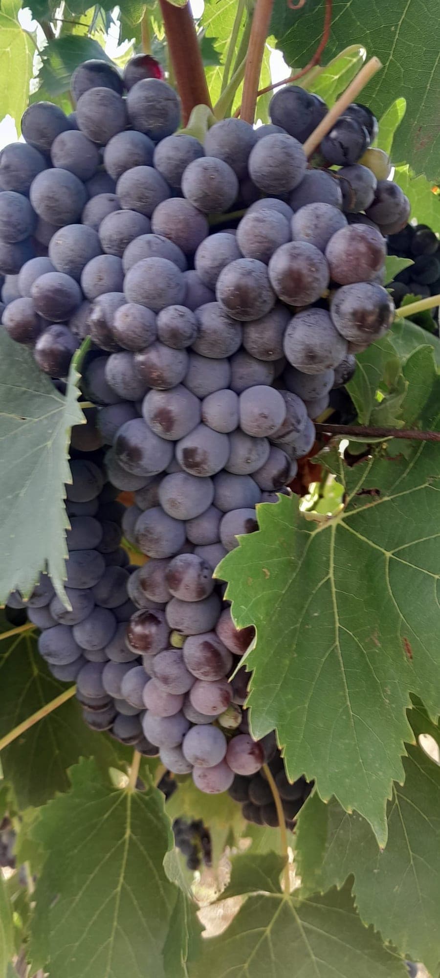 Grappolo di uva rossa in fase di invaiatura, con gli acini che cambiano colore.