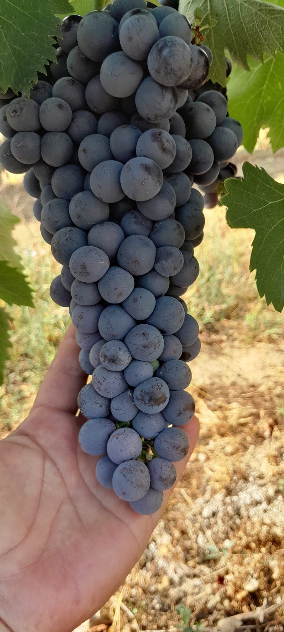 Grappolo di Sangiovese maturo tenuto in mano nel vigneto del podere.
