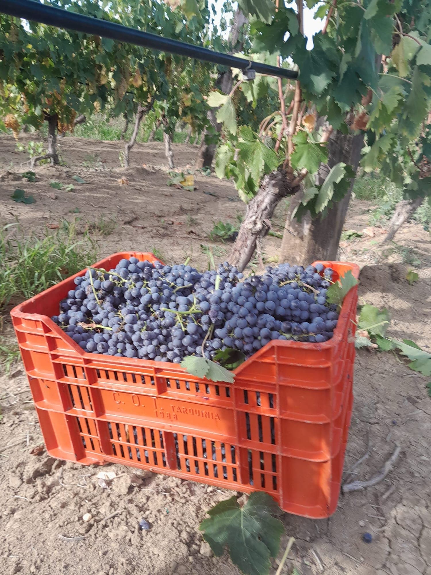 Cassette di uva rossa pronte per il conferimento durante la vendemmia.